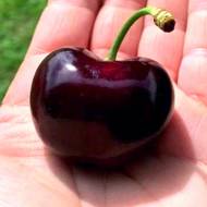 Саженец Черешня Блэк Стар